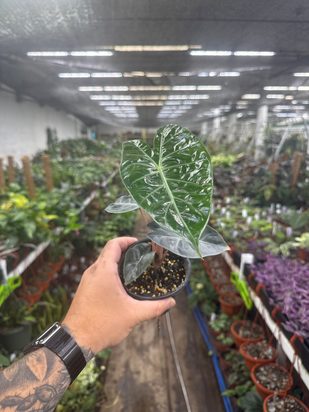 Alocasia 'Nairobi Nights'