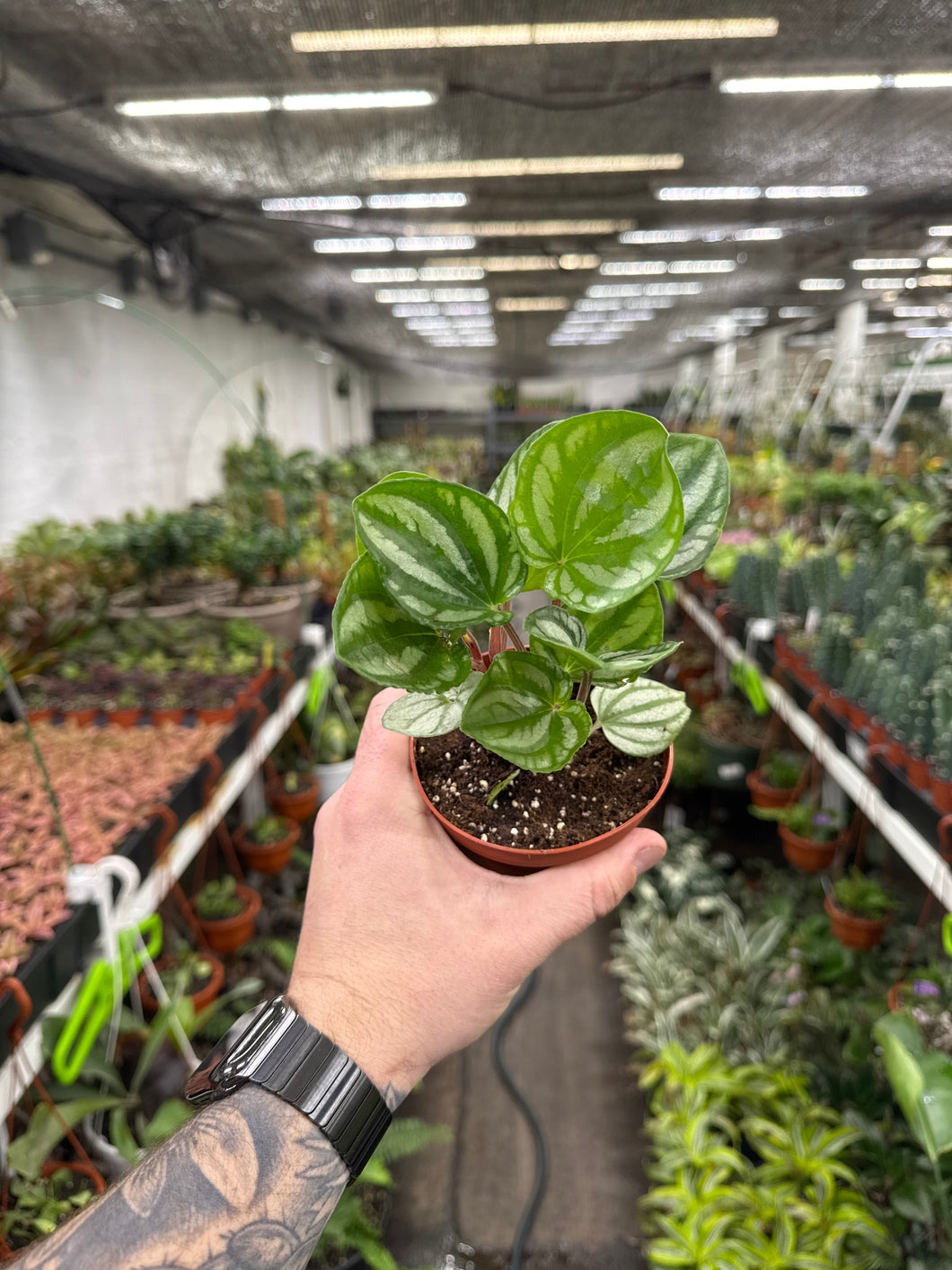 Peperomia Ecuador