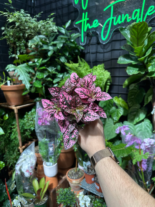 Hypoestes