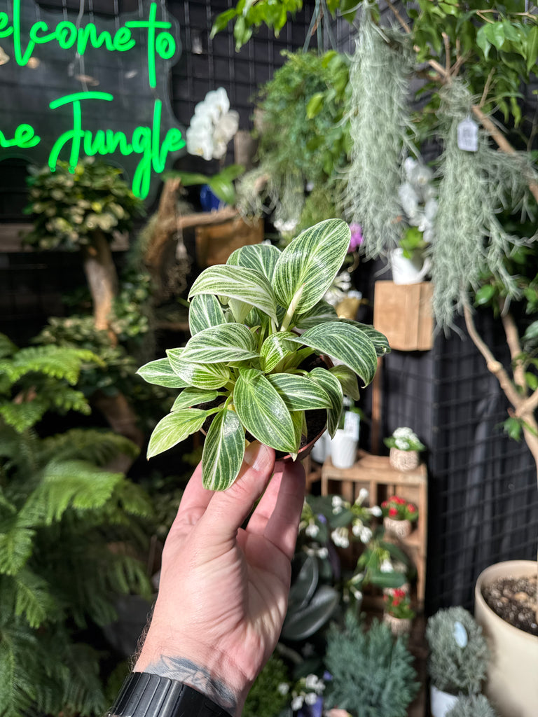 philodendron birkin galaxy Philodendron Birkin 'Evian' – Jordan's Jungle
