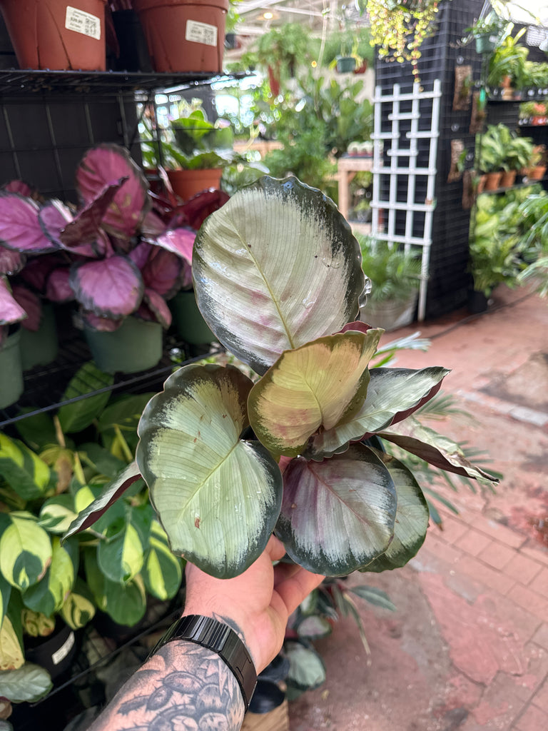 Calathea 'Marion' – Jordan's Jungle