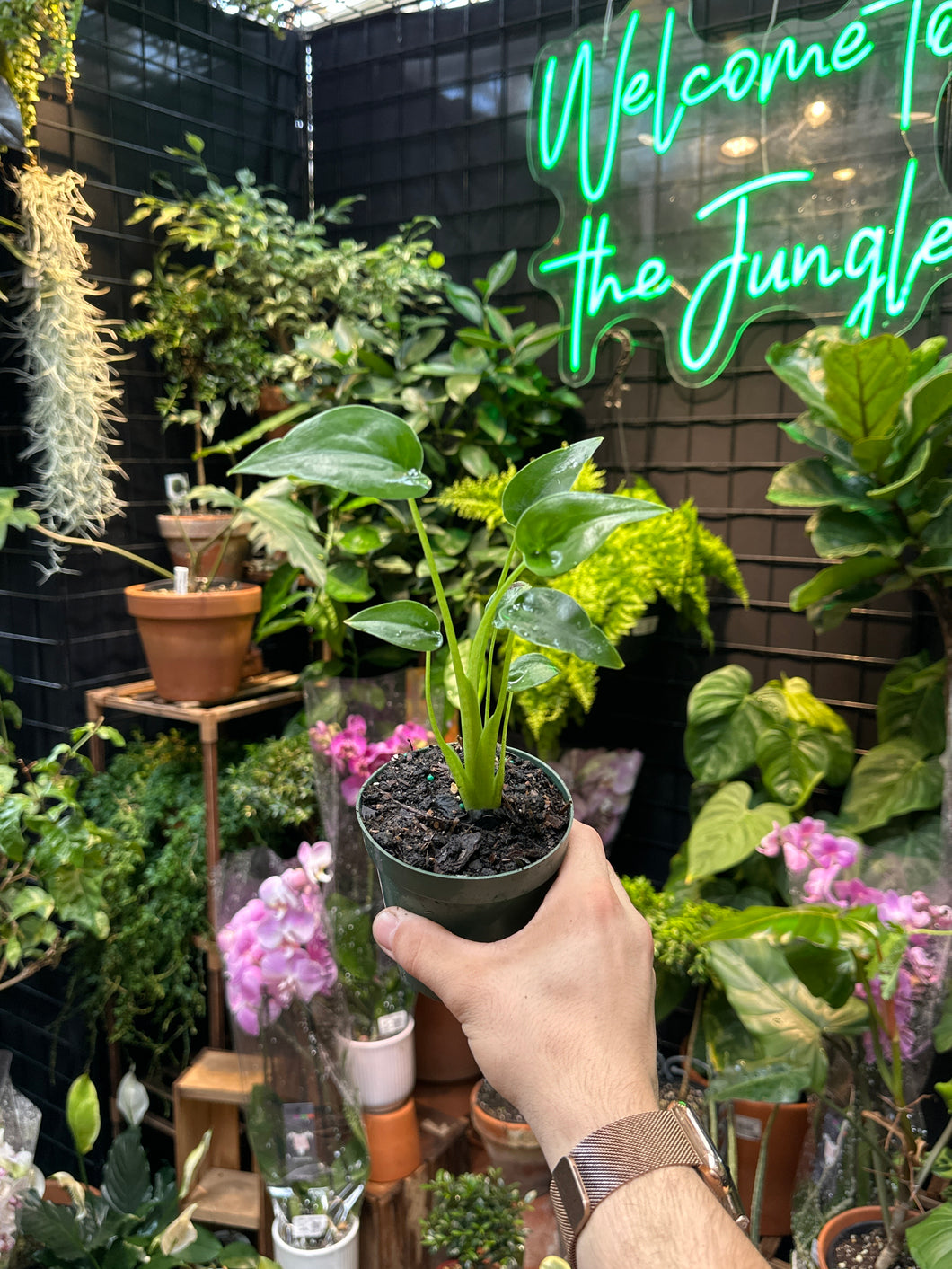 Alocasia 'Tiny Dancer'