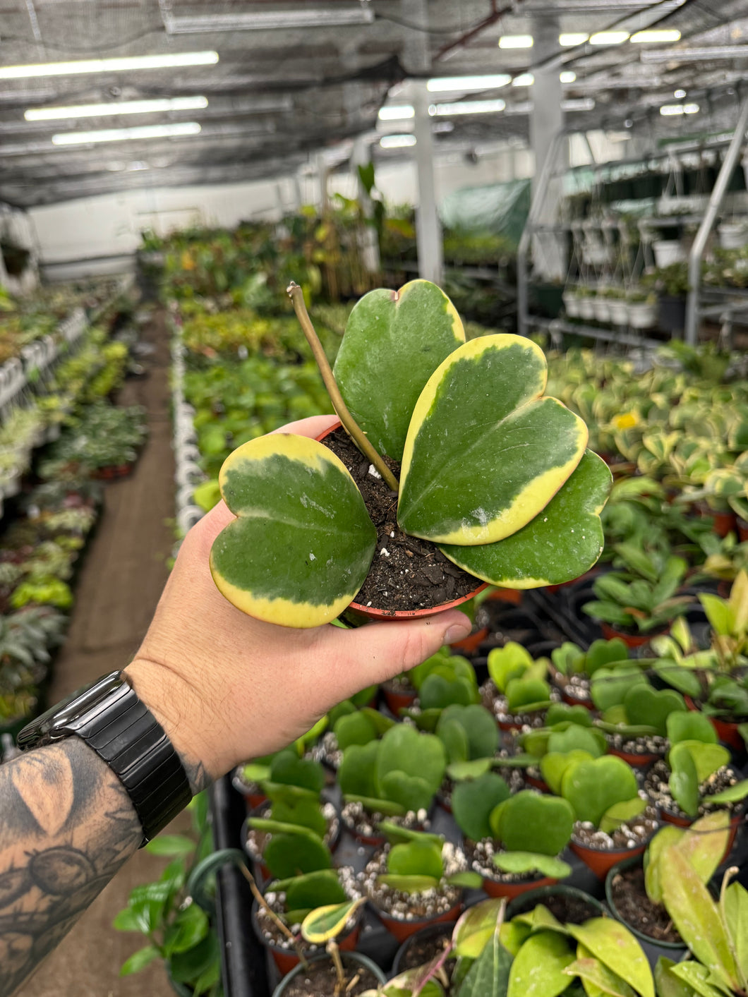 Hoya Kerri Variegata