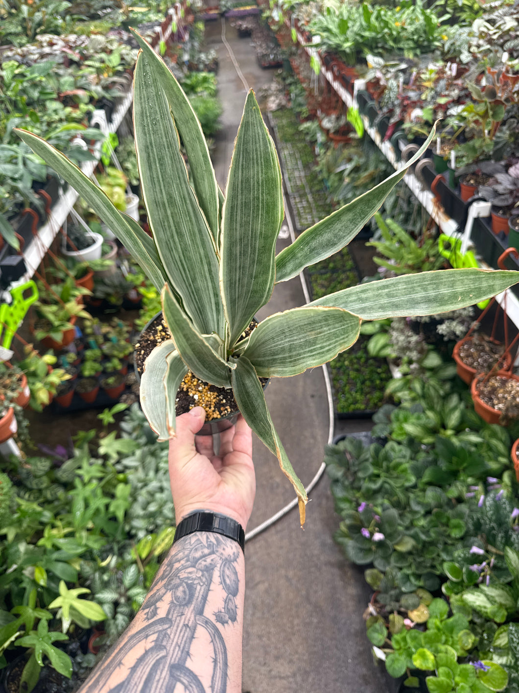 Sansevieria 'Siam Silver'