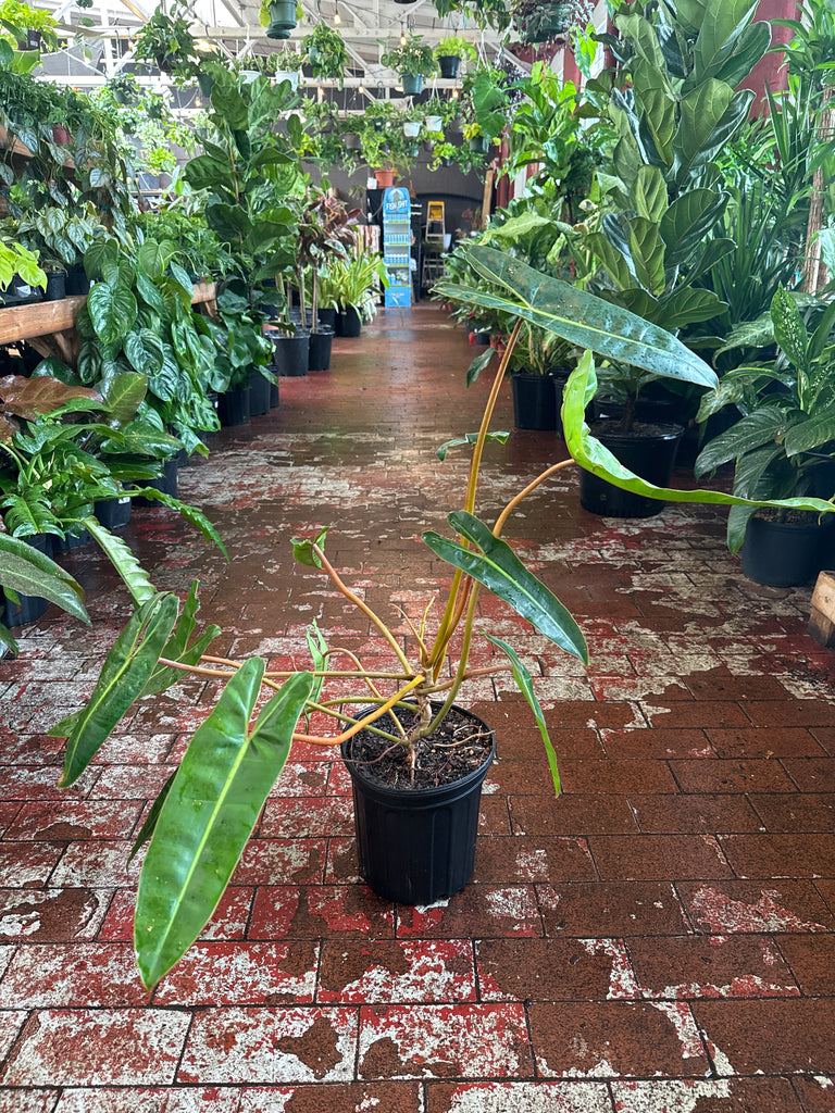 Philodendron Billietiae – Jordan's Jungle