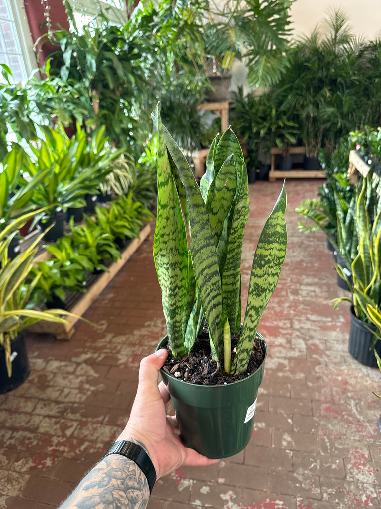 sansevieria zulu Sansevieria Zeylanica – Jordan's Jungle