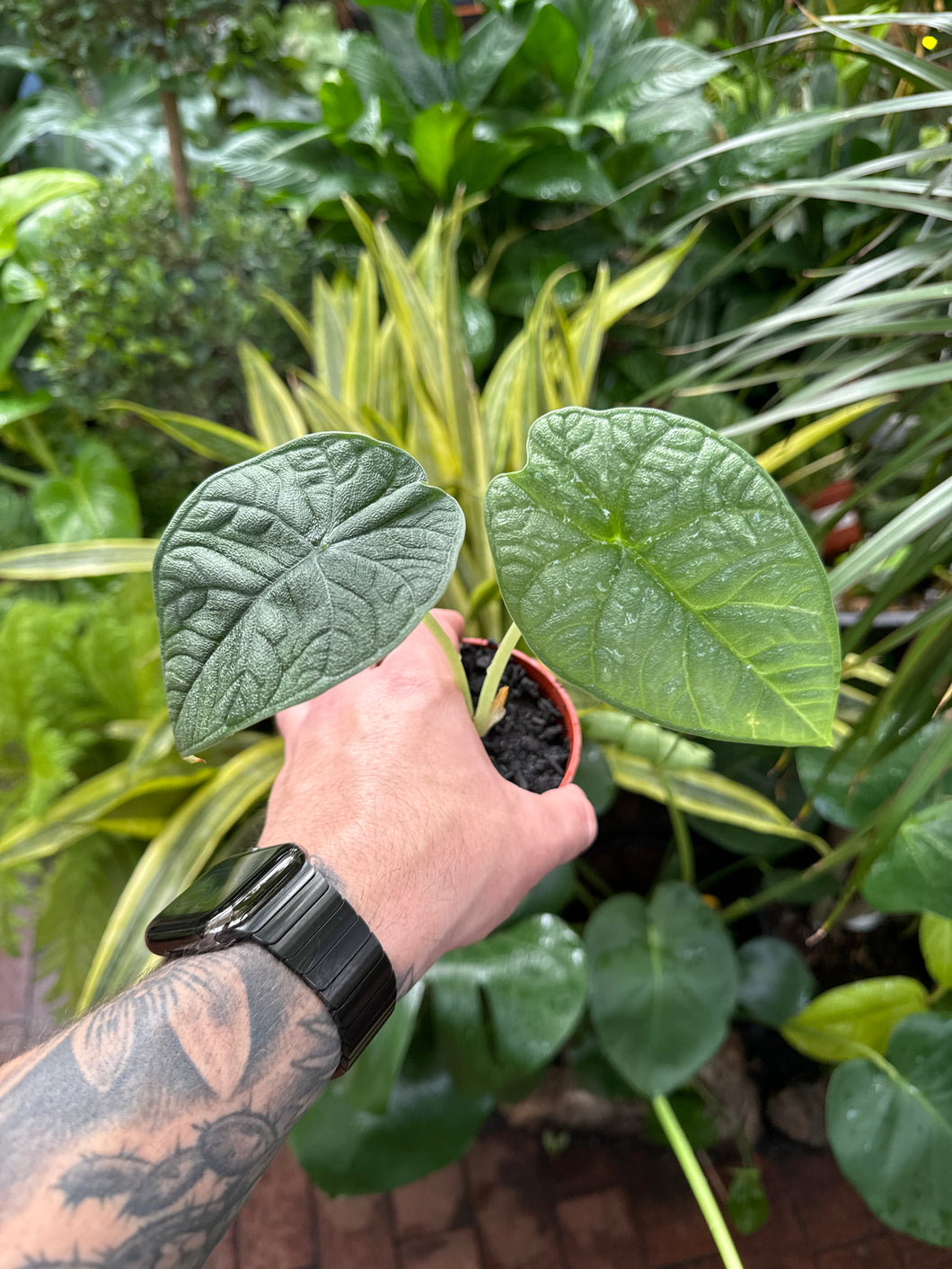 Alocasia Melo (Rhino Skin)