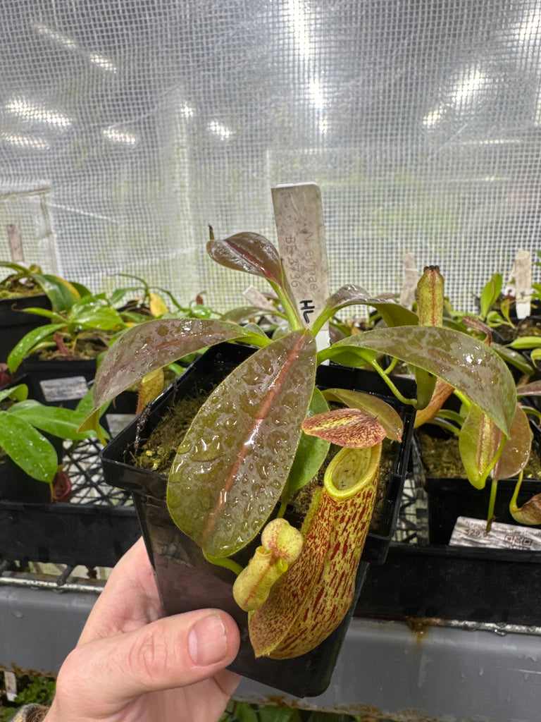 Nepenthes spathulata X spectabilis 'Helen' (small) – Jordan's Jungle