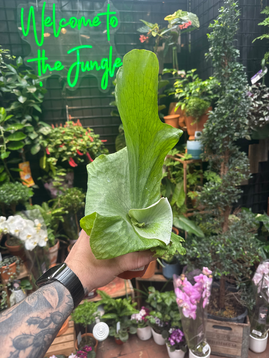 Platycerium wandae 'Giant Staghorn Fern'