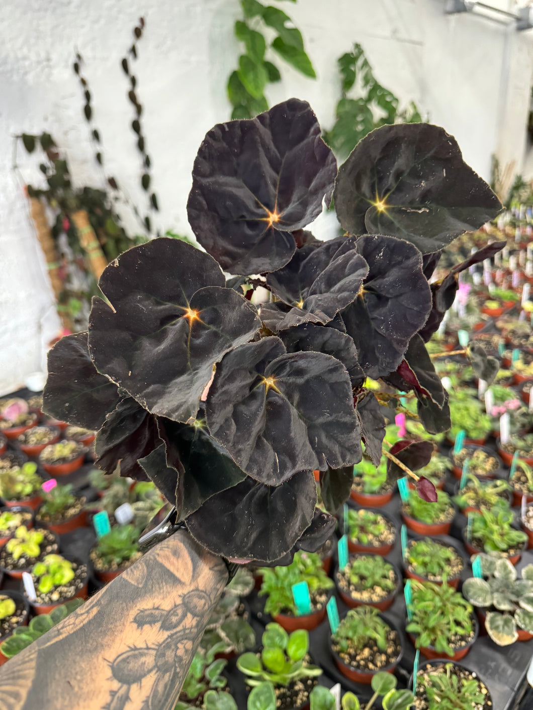 Begonia Rex ‘Black Mamba'