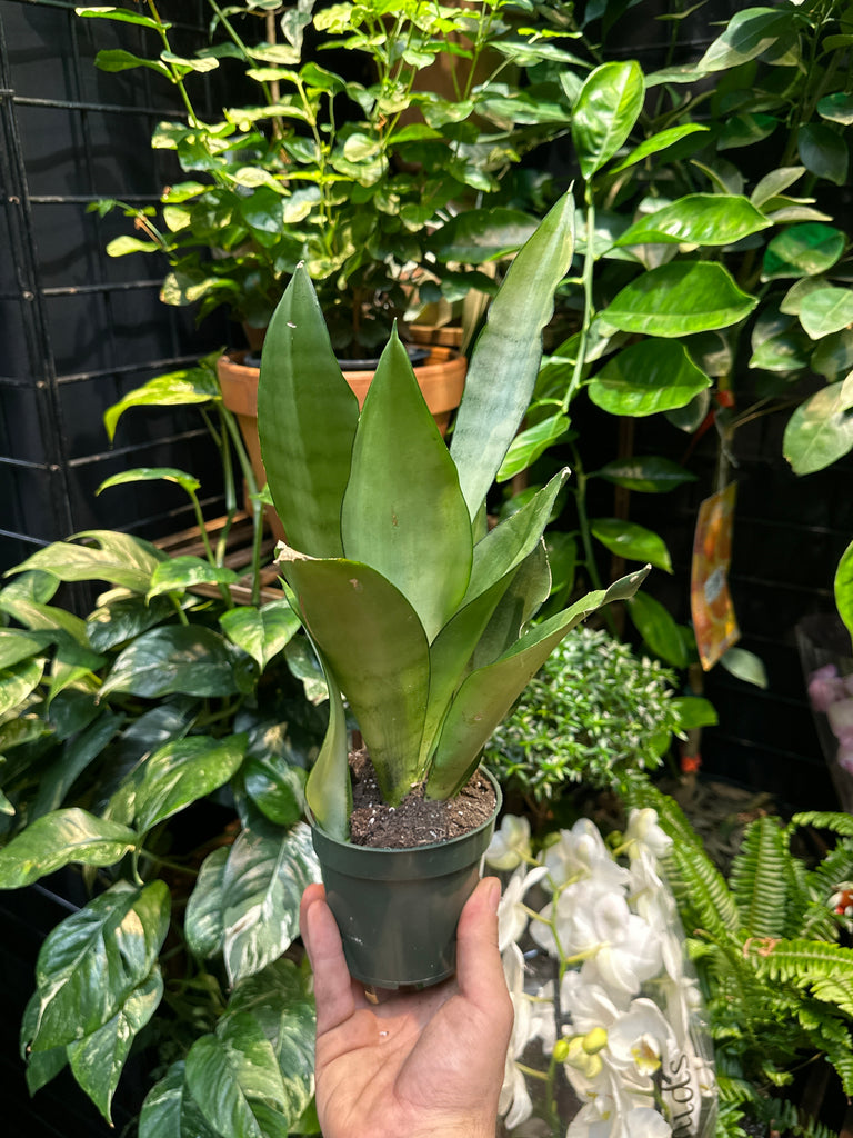 sansevieria moonshine large Sansevieria Moonshine