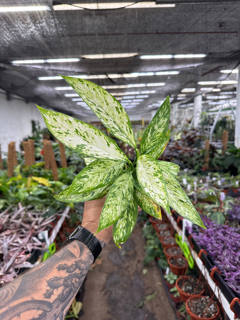 dieffenbachia dumb cane star bright Dieffenbachia Starbright – Jordan's Jungle