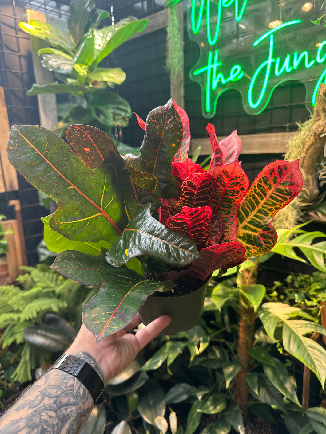 Croton 'Excellent'