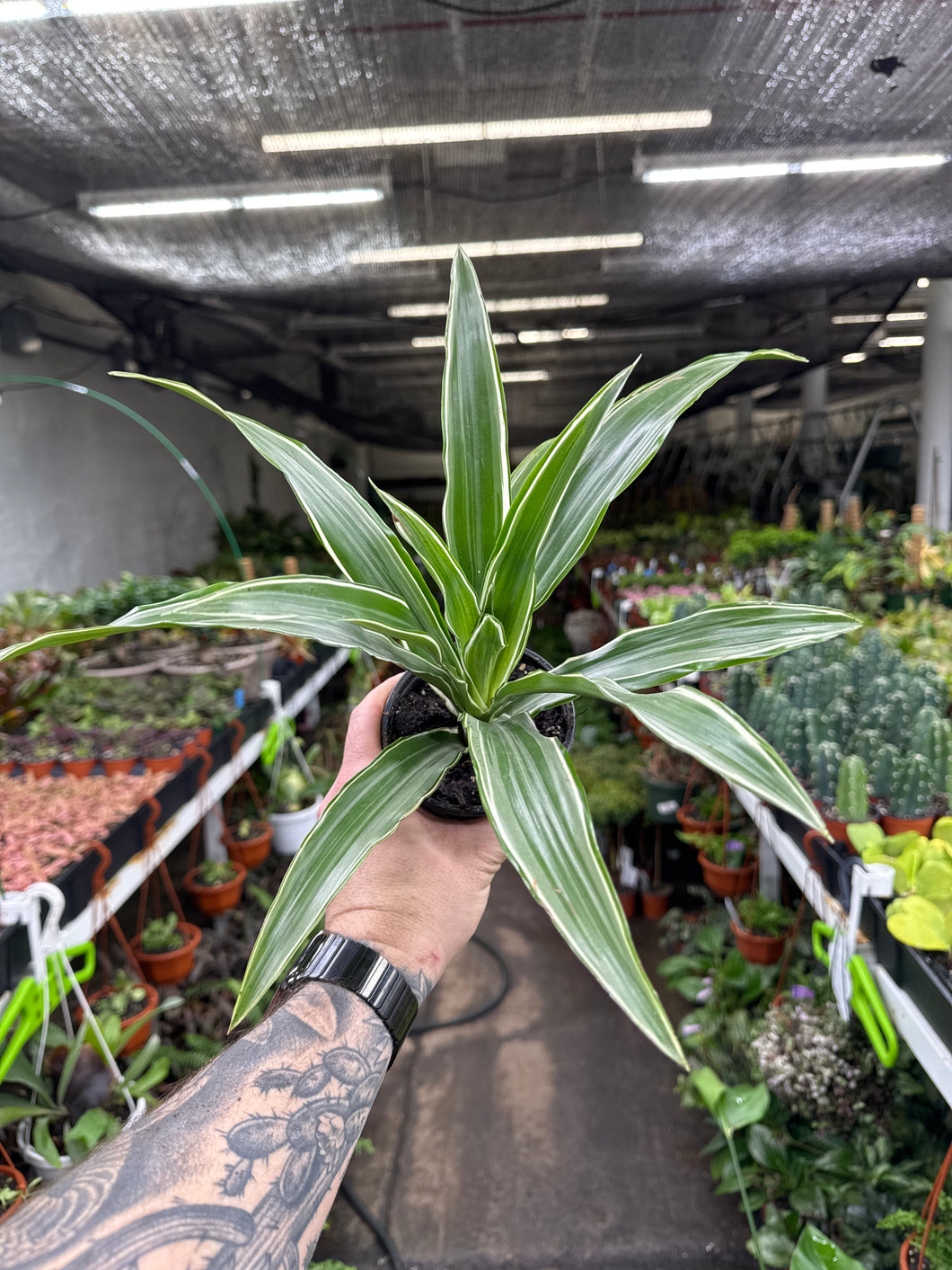 Dracaena warneckii