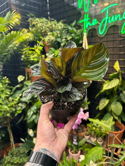 Goepperita ornata 'Pinstripe' (Calathea)