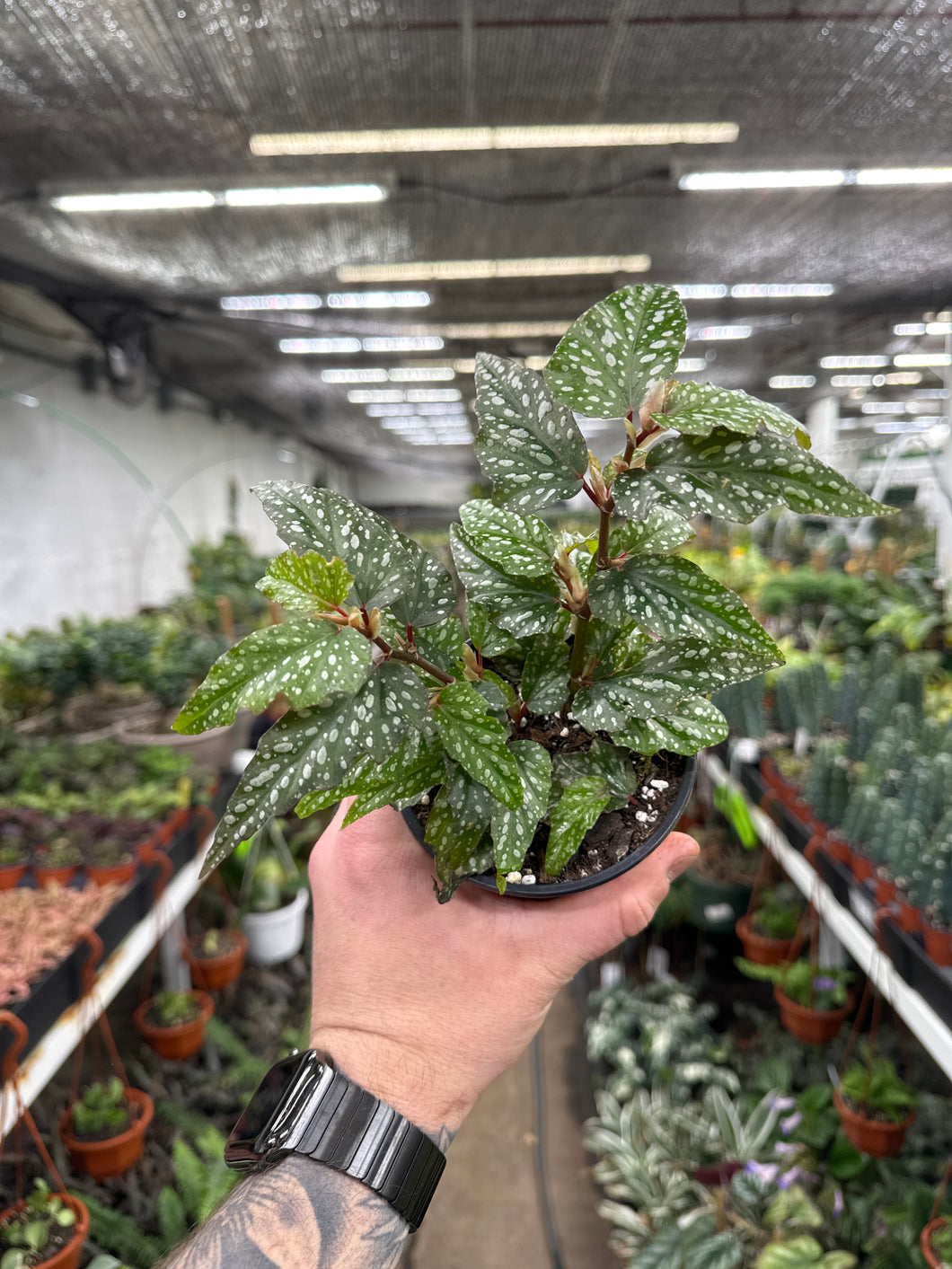 Angel Wing Begonia Medora'
