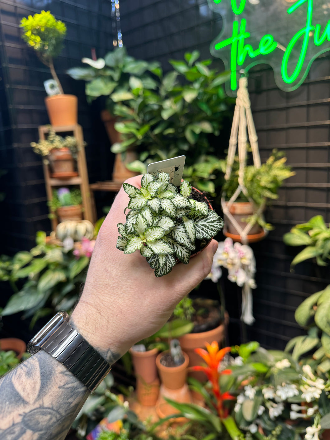 Fittonia ‘White Tiger'