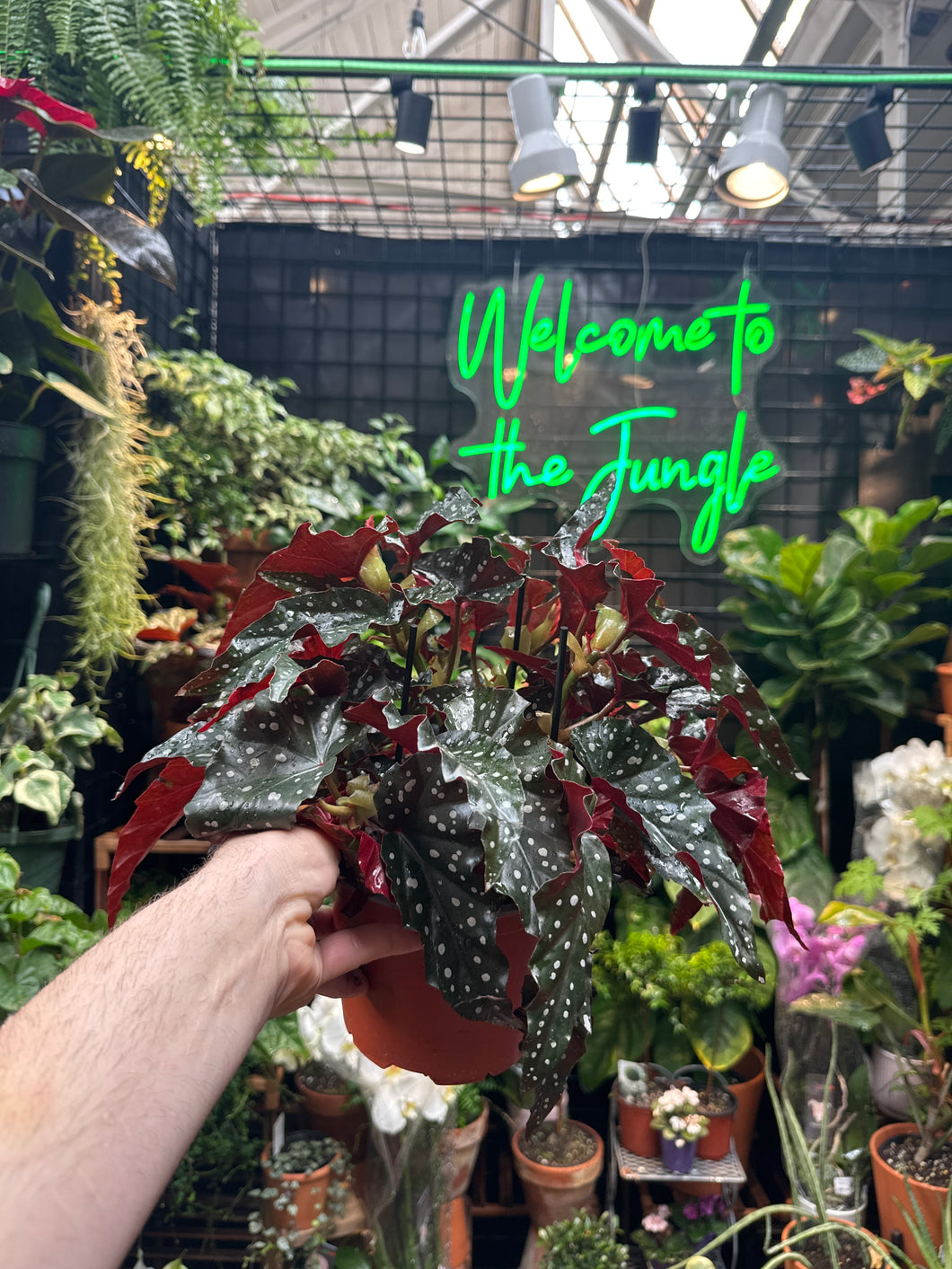 Angel Wing Begonia 'Black Forest'