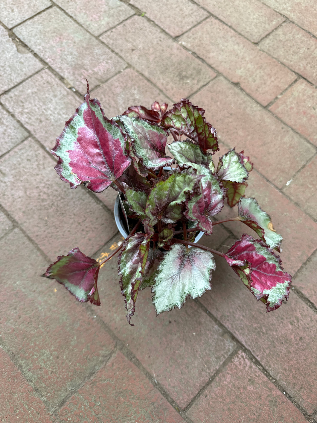 Begonia Rex ‘Spitfire’