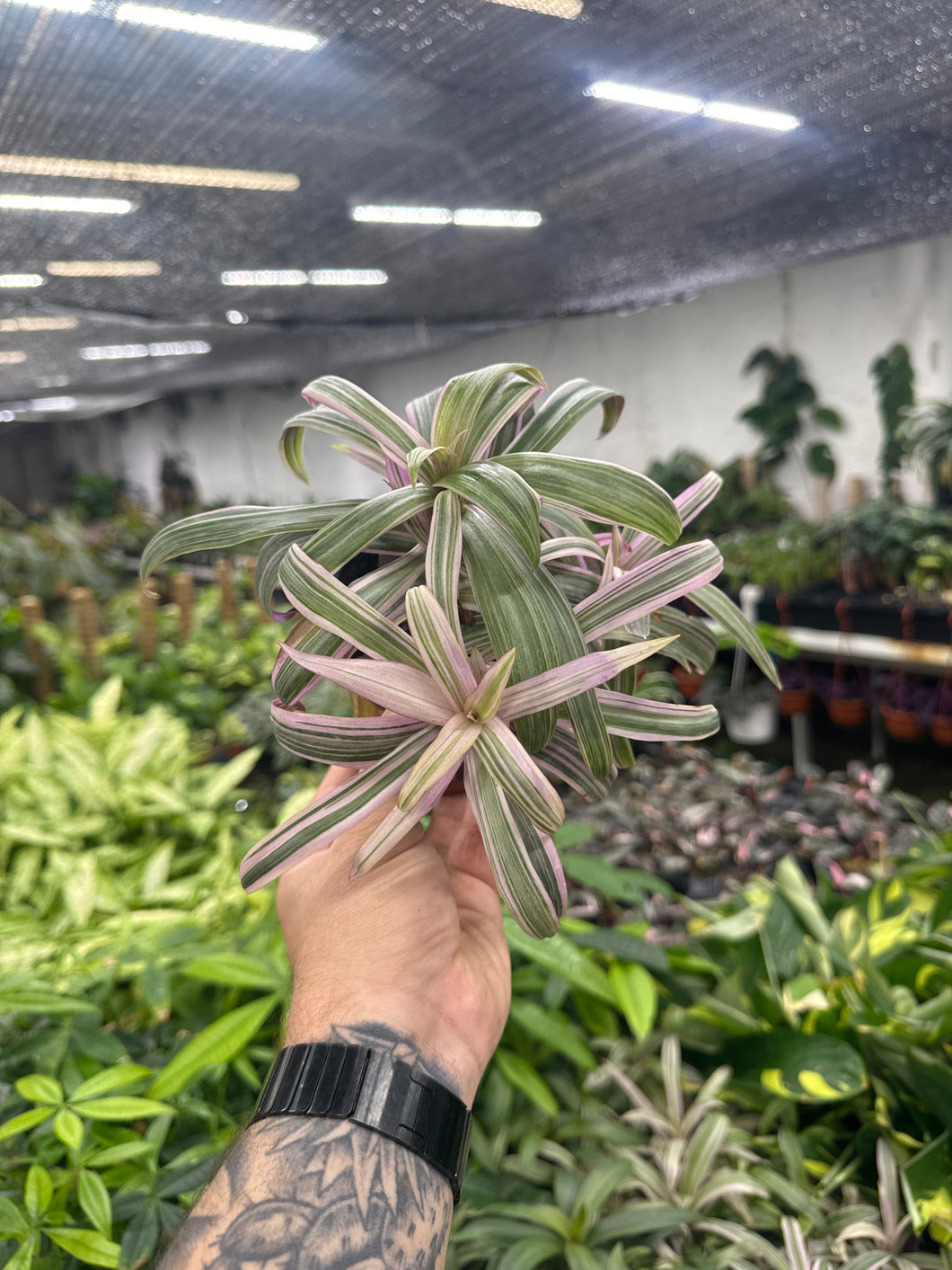 Tradescantia Spathacea Tricolor