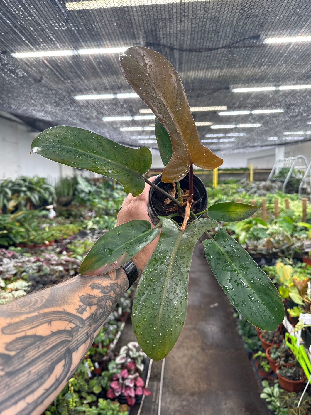 Philodendron 'Sayaka'