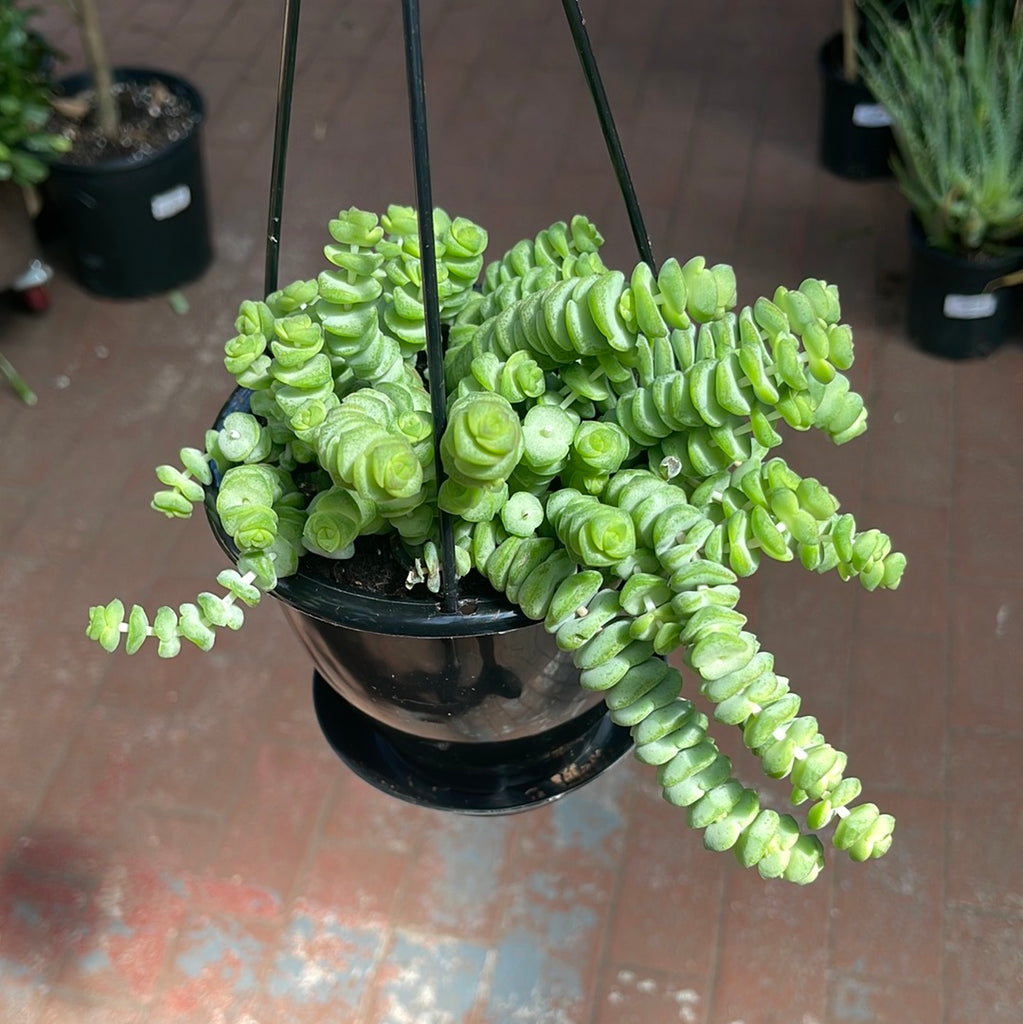 crassula hottentot succulent Crassula Marnieriana – Jordan's Jungle