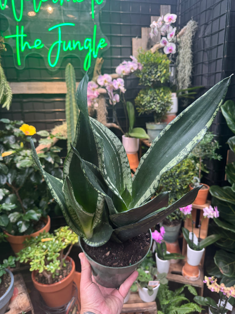 sansevieria green mermaid vs whitney Sansevieria 'Whitney'