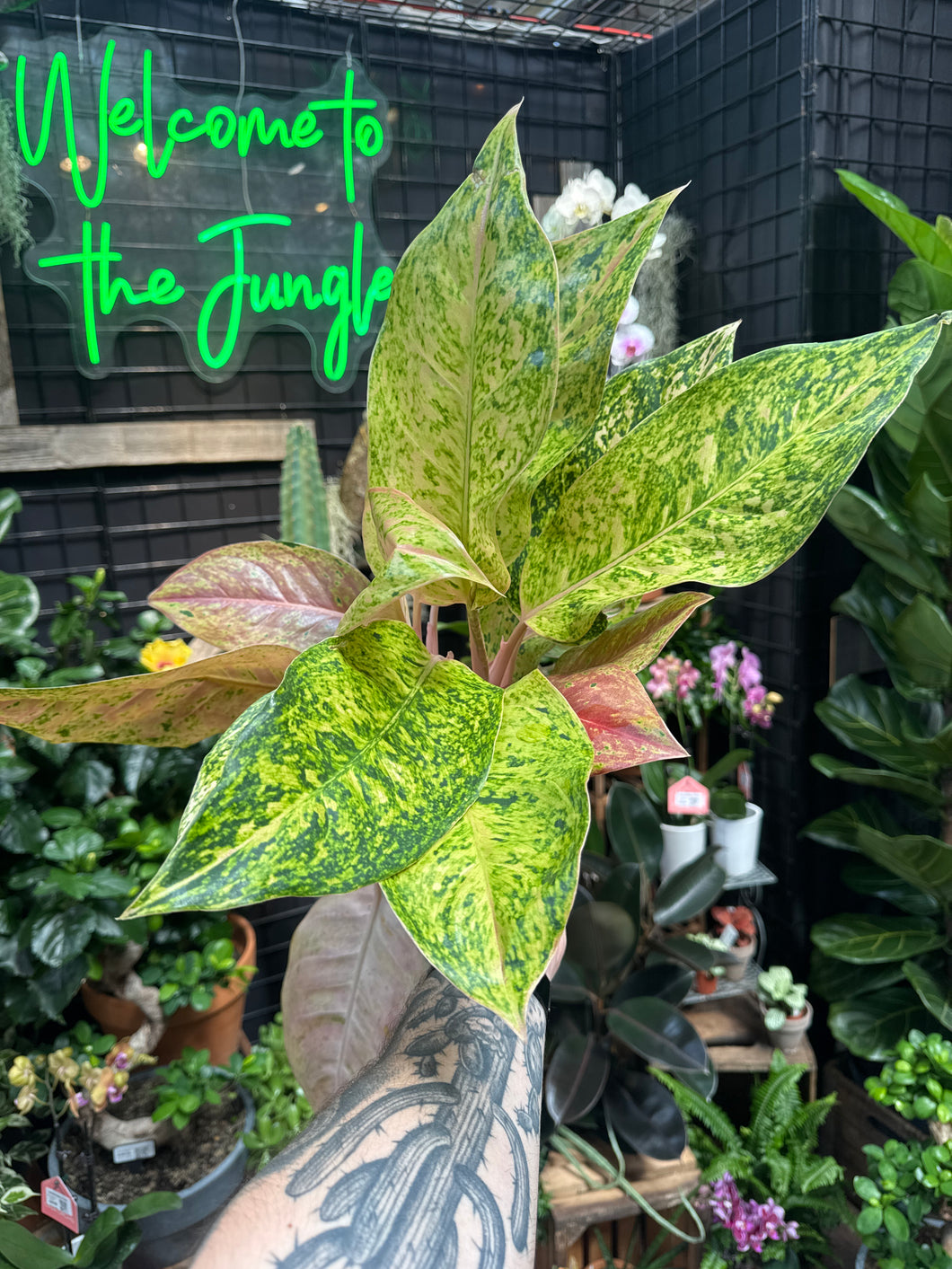Aglaonema 'Dizzy Diamond'