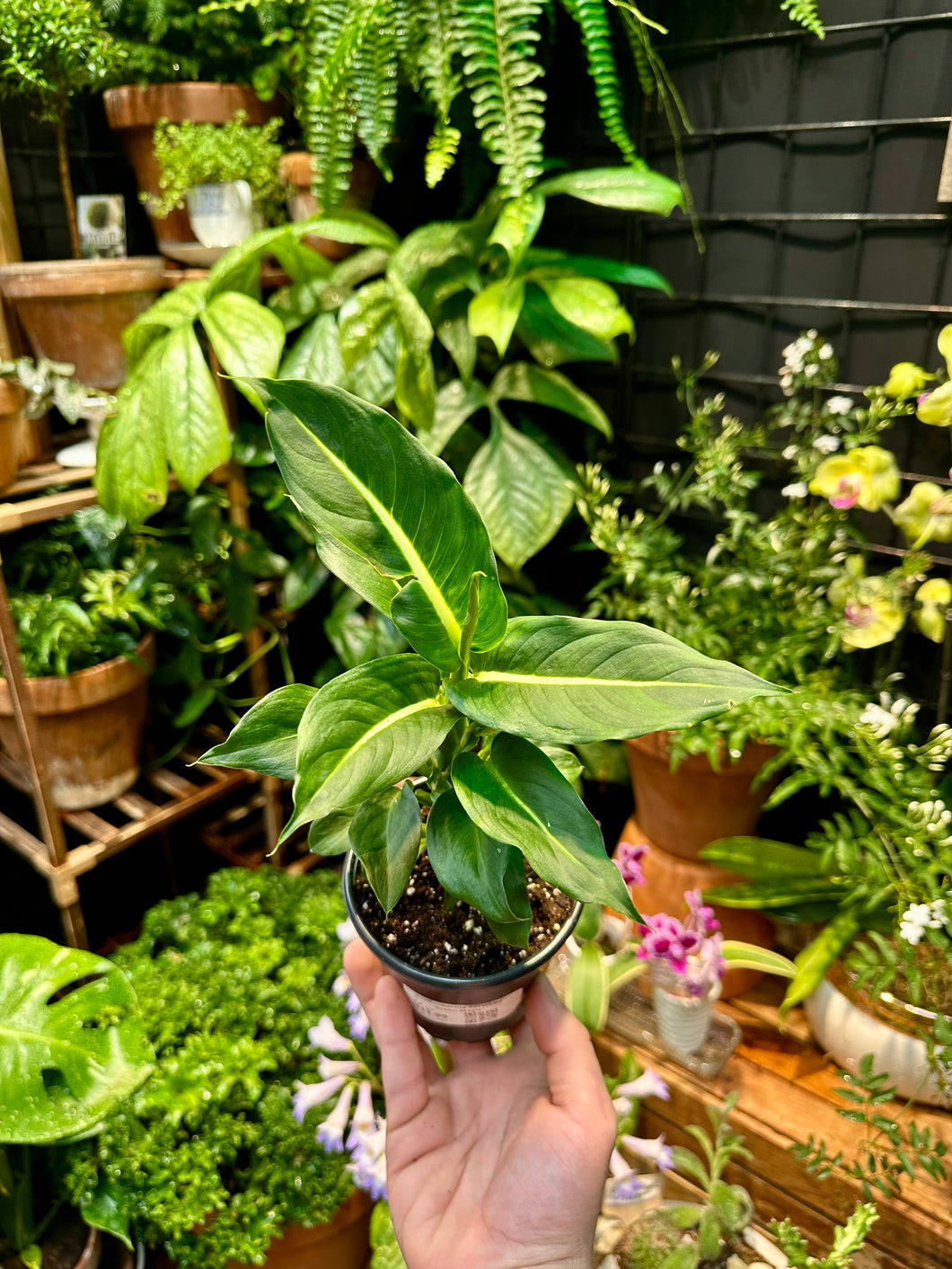 Dieffenbachia oerstedii 'Green Magic'