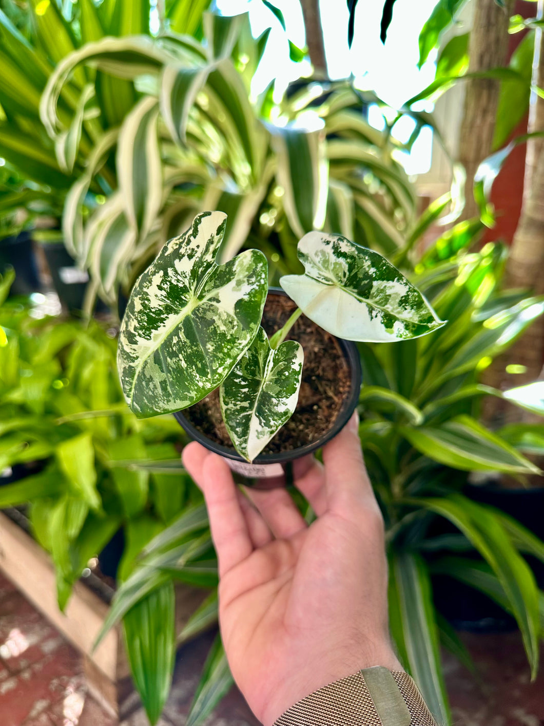 Alocasia Frydek Variegata