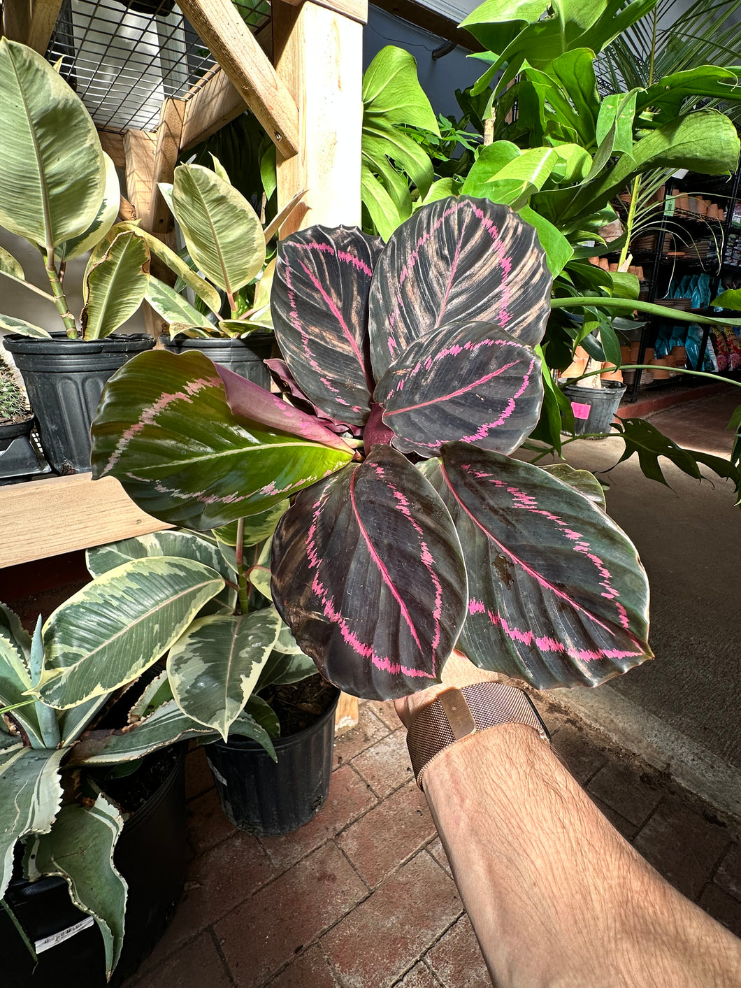 Calathea 'Dottie'