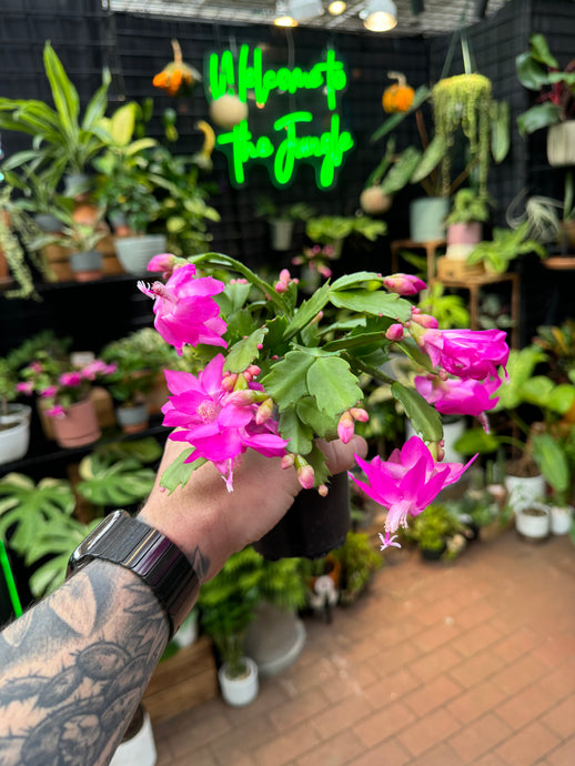 Zygo Cactus (Holiday Cactus)