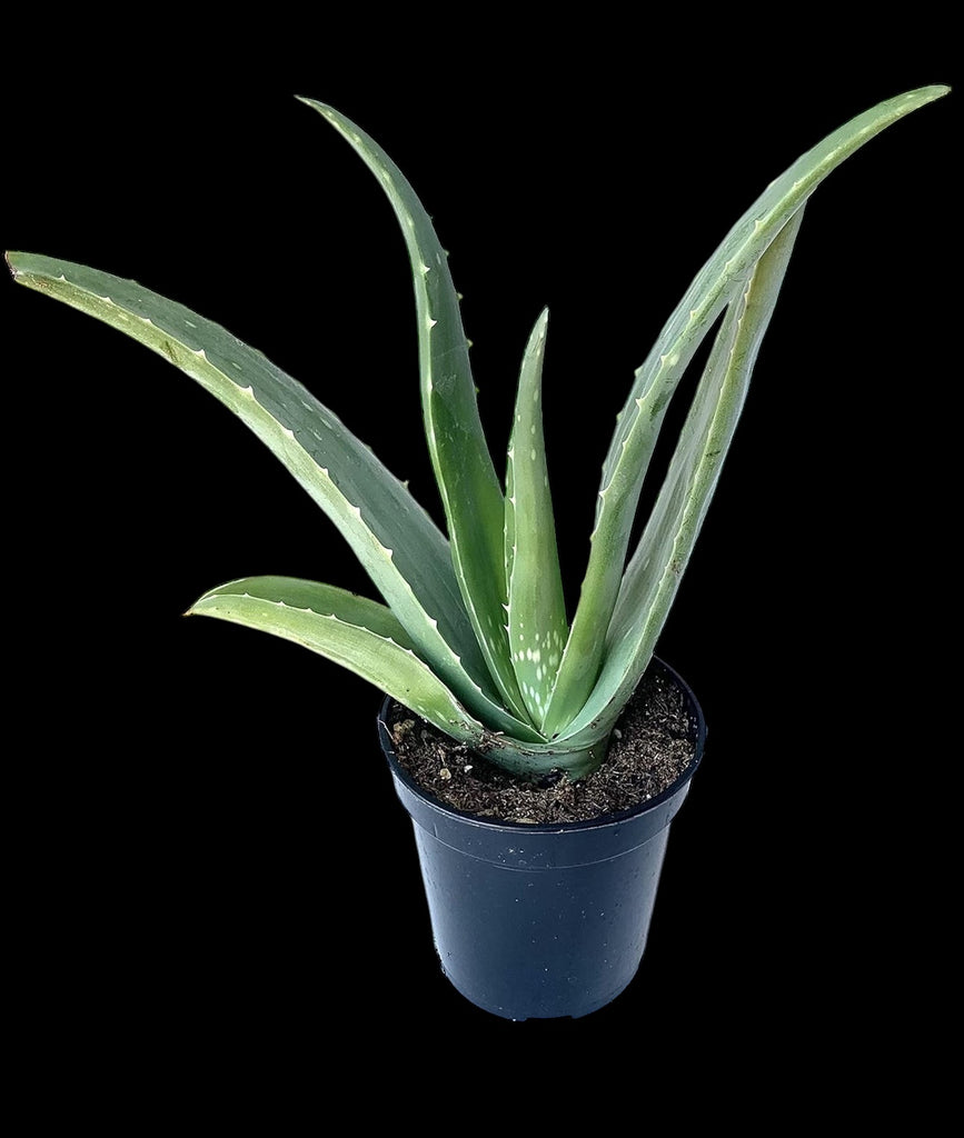 Aloe Vera – Jordan's Jungle