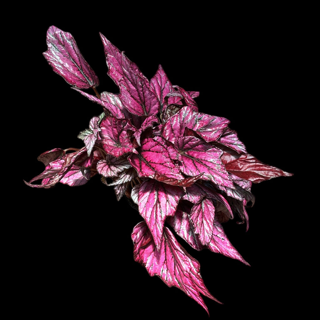 Begonia Rex 'Hugh McLaughlin' – Jordan's Jungle