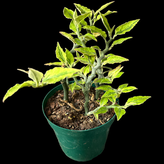 Euphorbia pedilanthus