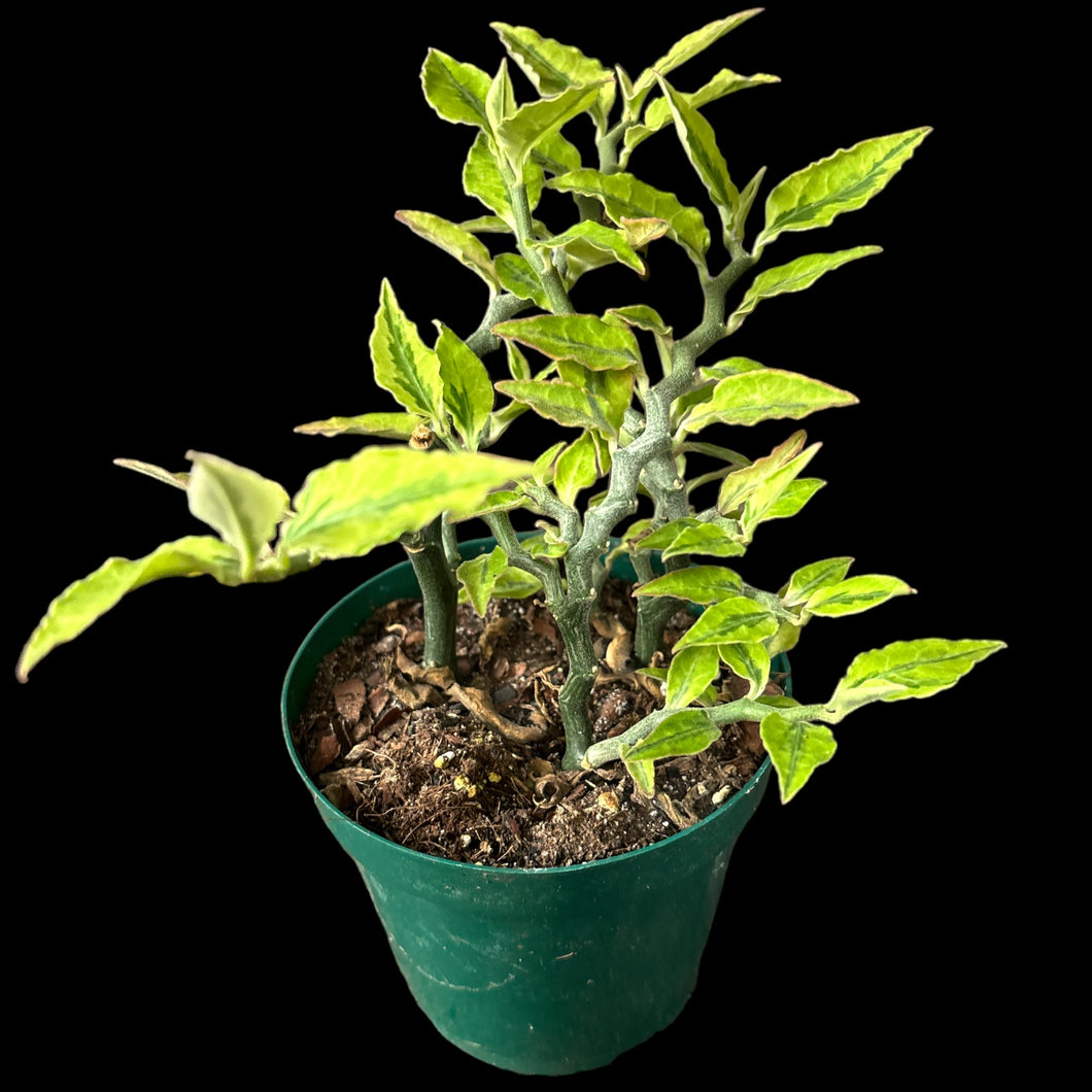 Euphorbia pedilanthus