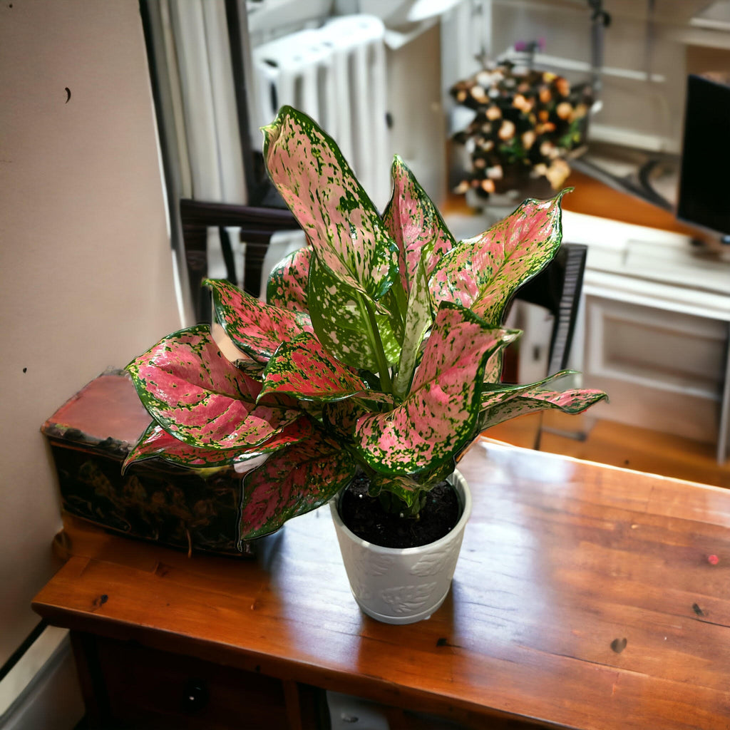 Aglaonema Ruby Ray – Jordan's Jungle