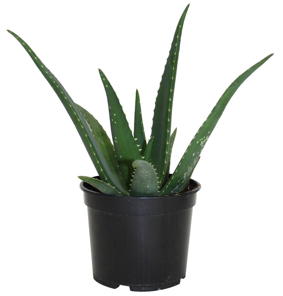 Aloe Medivera 'Equator' – Jordan's Jungle