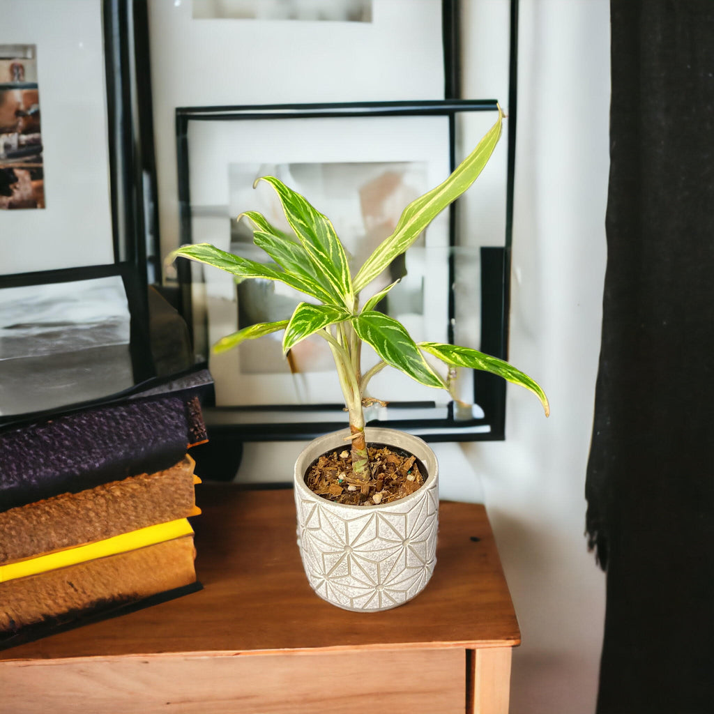 aglaonema bamboo Aglaonema commutatum 'Rice' (Bamboo)