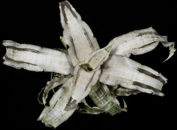 Cryptanthus Creme Brulé