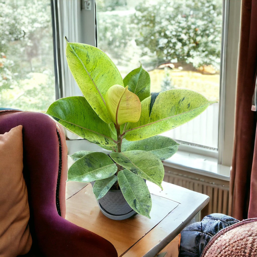 Genieve Figgis by Alison Gingeras 絶版 Ginseng Ficus Bonsai – Time in Pot