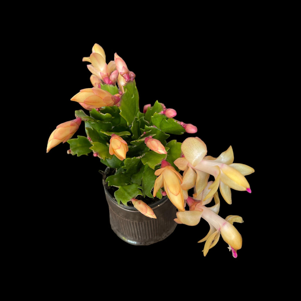 Zygo Cactus (Holiday Cactus) – Jordan's Jungle