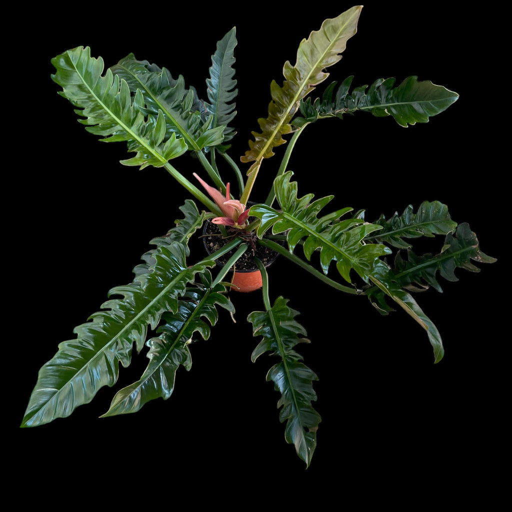 narrow escape philodendron Philodendron Narrow Escape (Jungle Boogie)