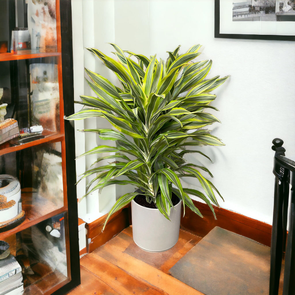 Dracaena warneckii Lemon Lime – Jordan's Jungle