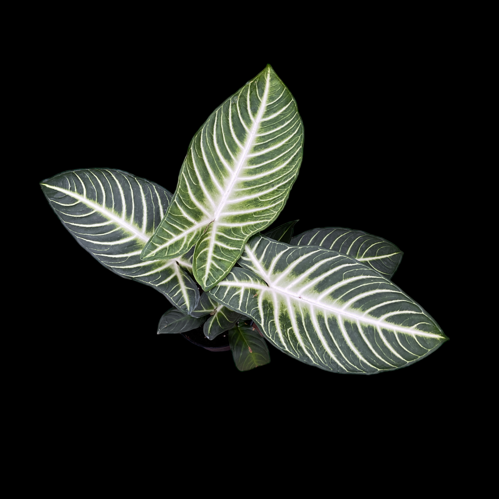 Xanthosoma Lindenii Magnificum – Jordan's Jungle