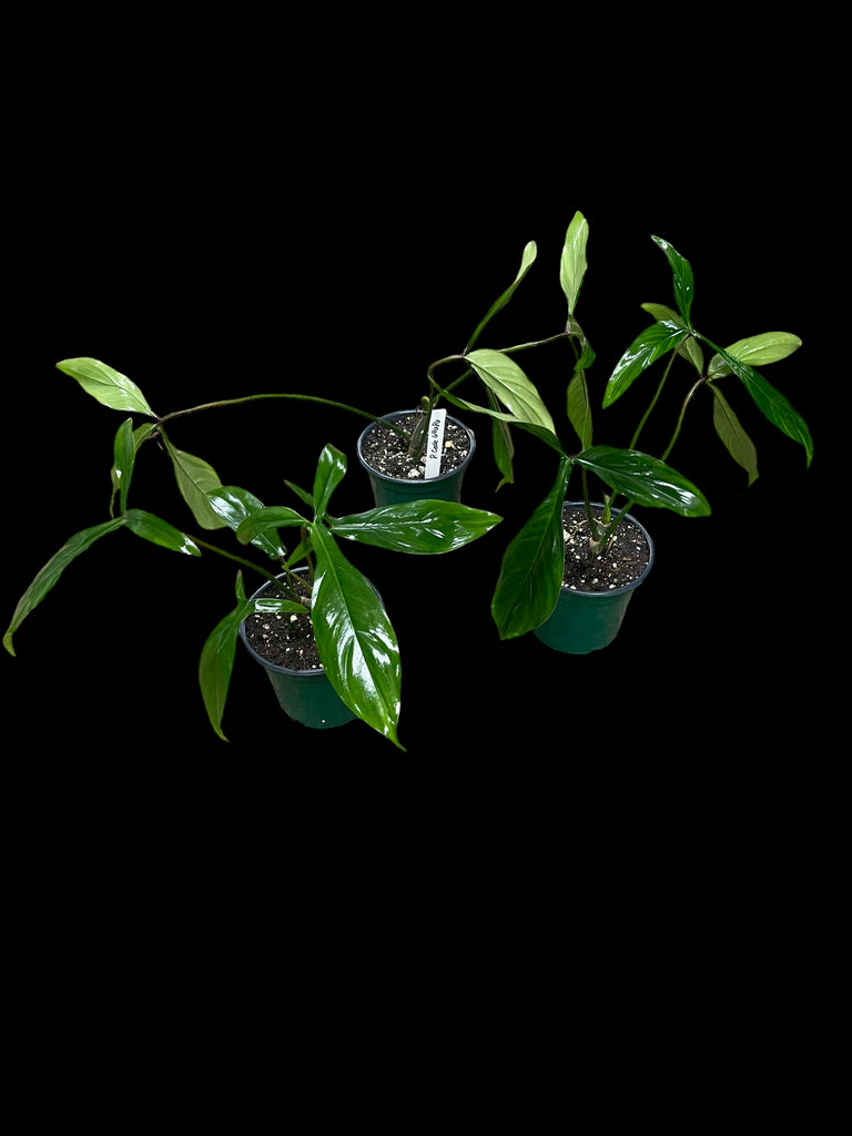 philodendron 69686 Philodendron Bette Waterbury (69686) – Jordan's Jungle