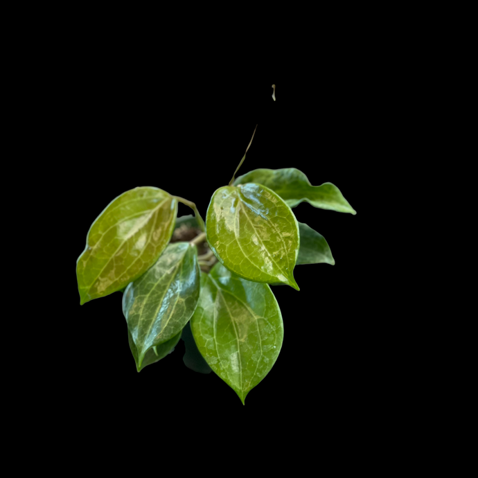 Hoya Quinquenervia