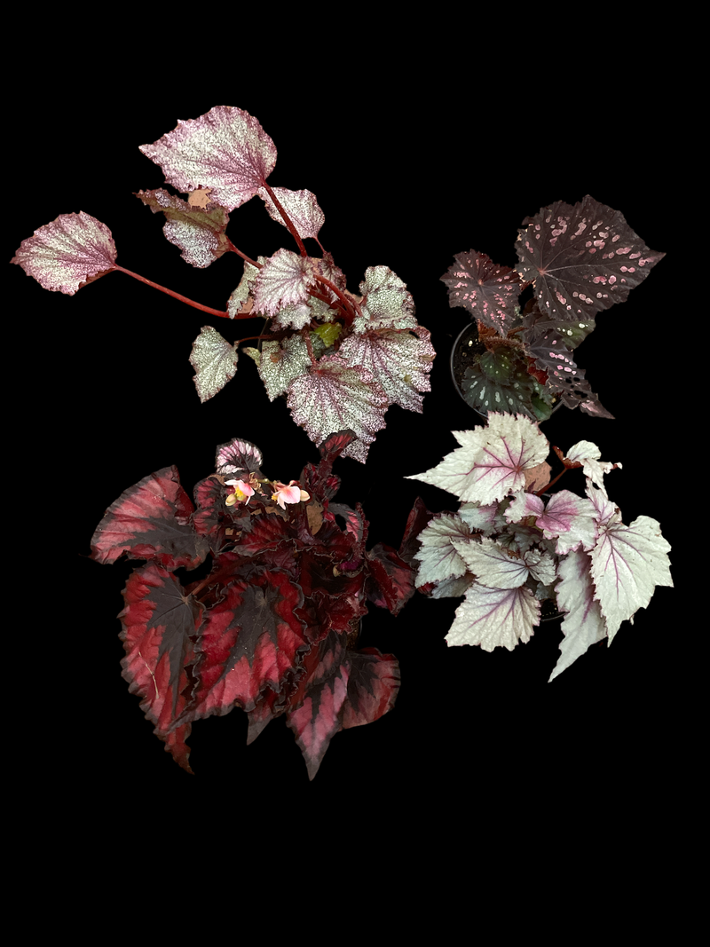 Rex Begonia - Assorted Varieties