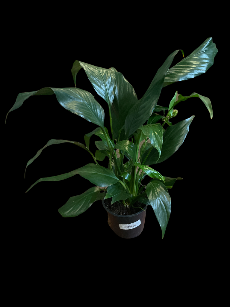 is calathea a prayer plant Calathea Peacock Plant : Pet Safe Plants for Plant Lovers - (6” Pot) –  Makoyana - Prayer Plant main image 0