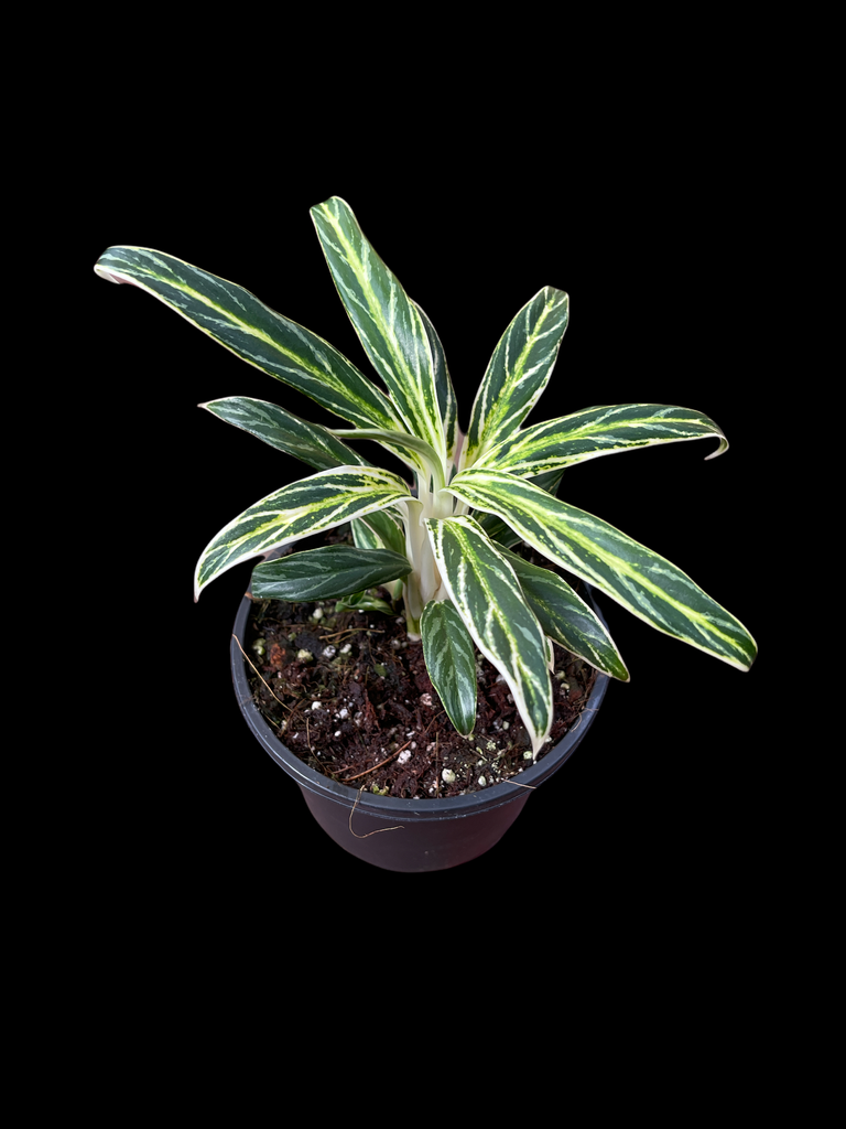 aglaonema commutatum pseudobracteatum Aglaonema commutatum 'Rice' (Bamboo) – Jordan's Jungle
